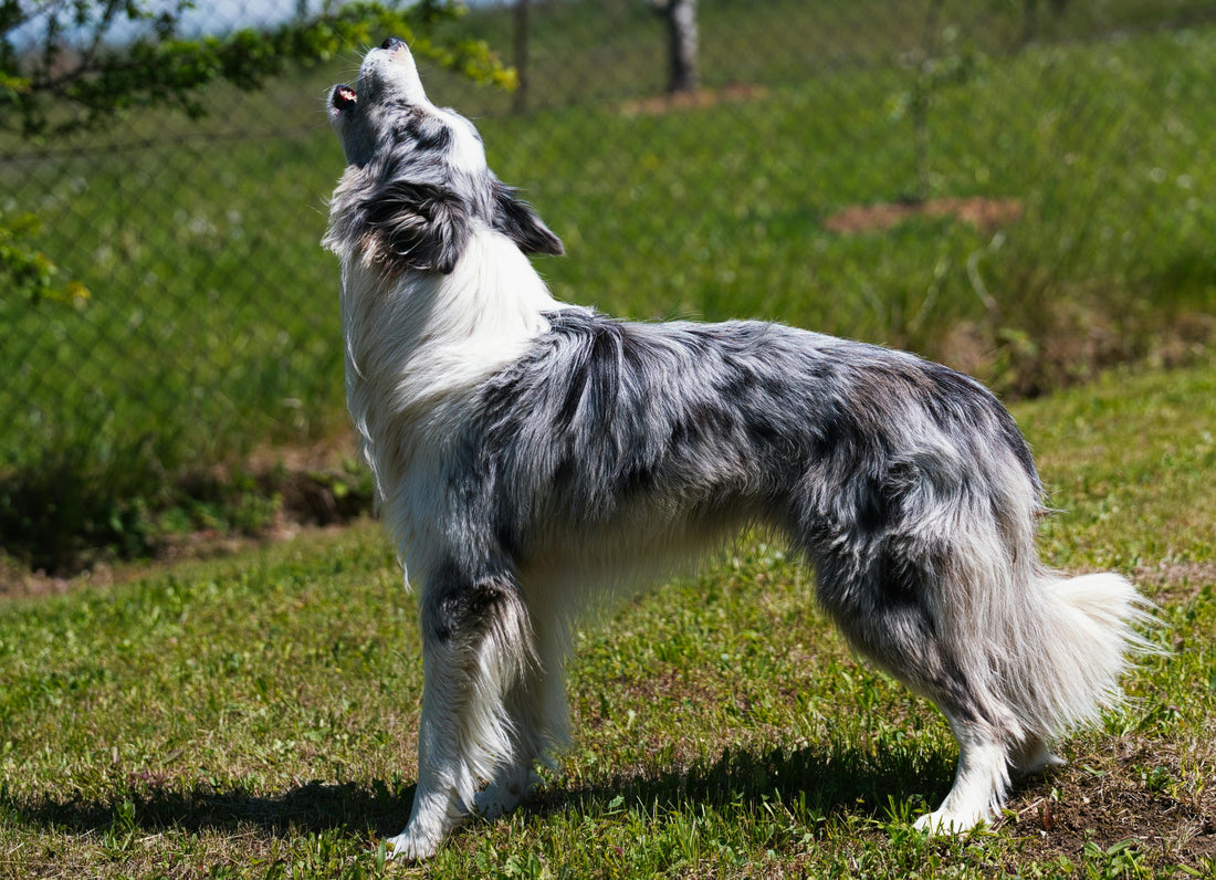 7 Healthy Treats Perfect for Training Your Pup