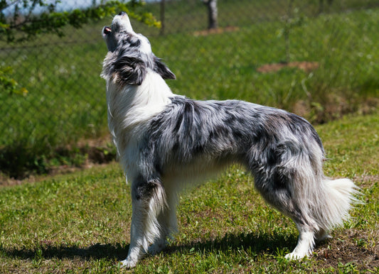 7 Healthy Treats Perfect for Training Your Pup